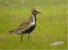 Golden Plover Icon